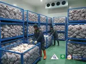 BJT - Panduan Mengenai Penyimpanan Cold Storage